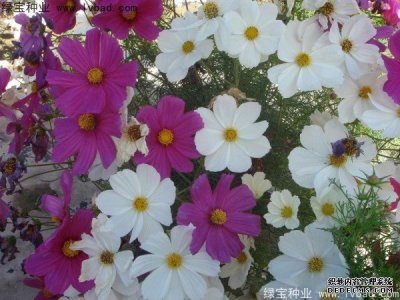 波斯菊種子