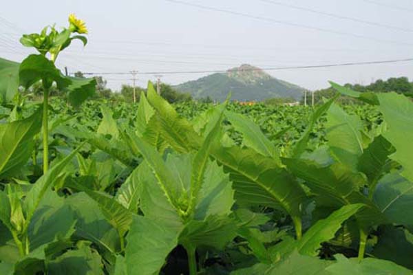 串葉松香草