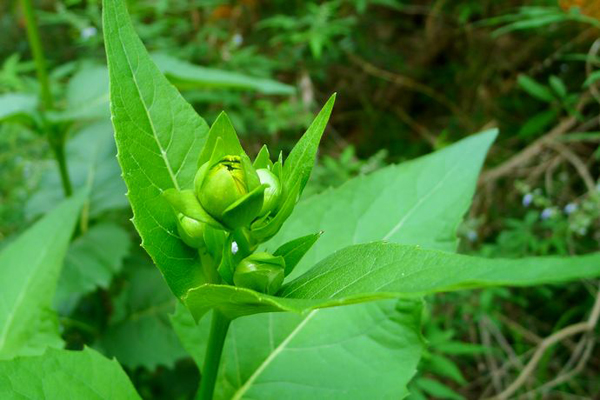 串葉松香草