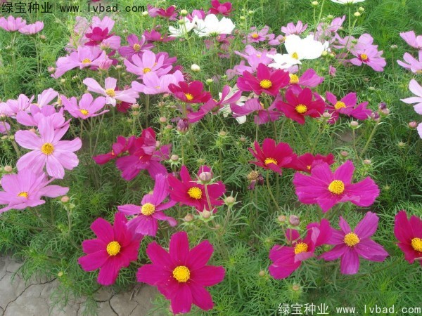 <a href='http://m.wuzhouwash.com/caohuazhongzi/12.html' target='_blank'>波斯菊種子</a>