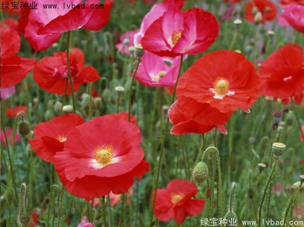 <a href='http://m.wuzhouwash.com/caohuazhongzi/161.html' target='_blank'>虞美人</a>