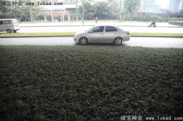 麥冬草<a href='http://m.wuzhouwash.com/' target='_blank'>種子</a>
