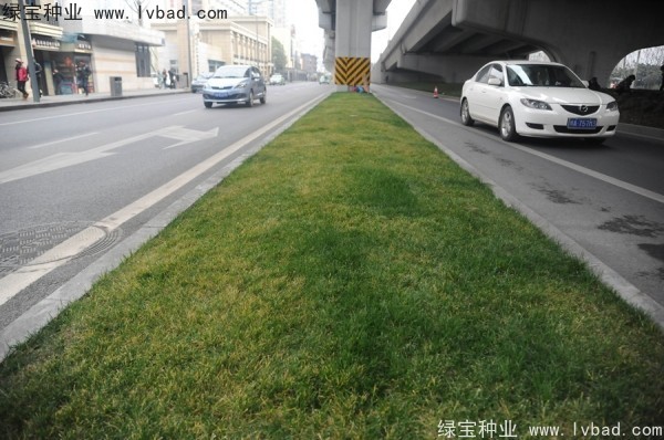 麥冬草<a href='http://m.wuzhouwash.com/' target='_blank'>種子</a>