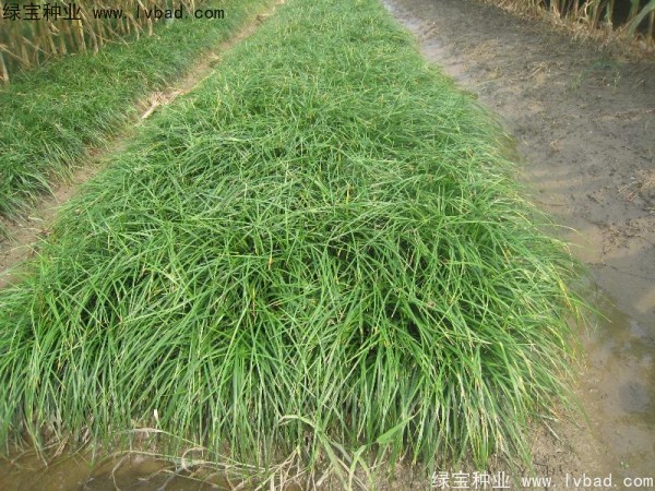 <a href='http://m.wuzhouwash.com/linmuzhongzi/1695.html' target='_blank'>麥冬草種子</a>