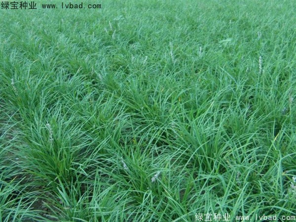 <a href='http://m.wuzhouwash.com/linmuzhongzi/1695.html' target='_blank'>麥冬草</a><a href='http://m.wuzhouwash.com/' target='_blank'>種子</a>