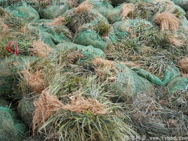 <a href='http://m.wuzhouwash.com/linmuzhongzi/1695.html' target='_blank'>麥冬草種子</a>