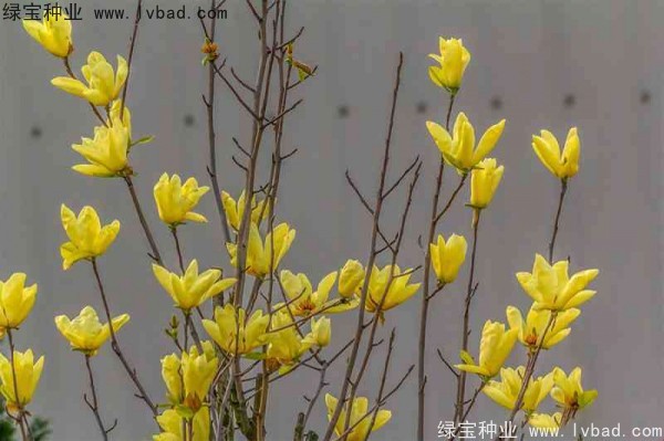 <a href='http://m.wuzhouwash.com/linmuzhongzi/1697.html' target='_blank'>黃玉蘭</a>