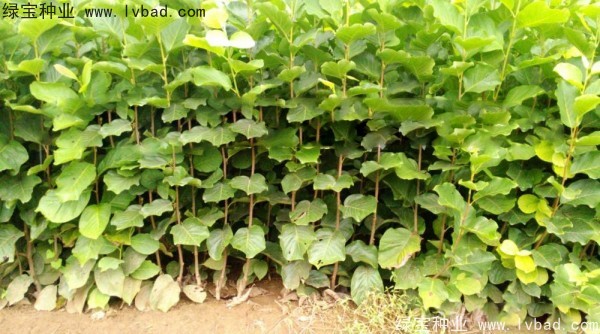 <a href='http://m.wuzhouwash.com/linmuzhongzi/1697.html' target='_blank'>黃玉蘭</a>