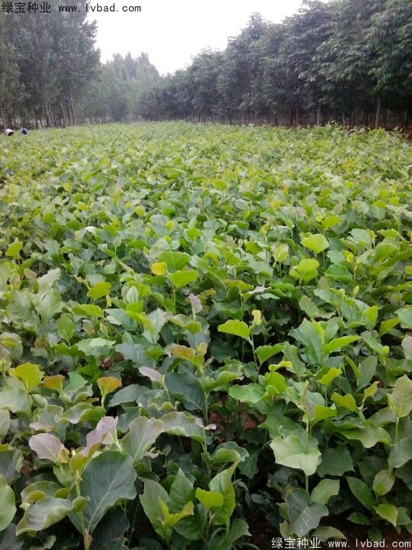 黃<a href='http://m.wuzhouwash.com/linmuzhongzi/1813.html' target='_blank'>玉蘭</a>
