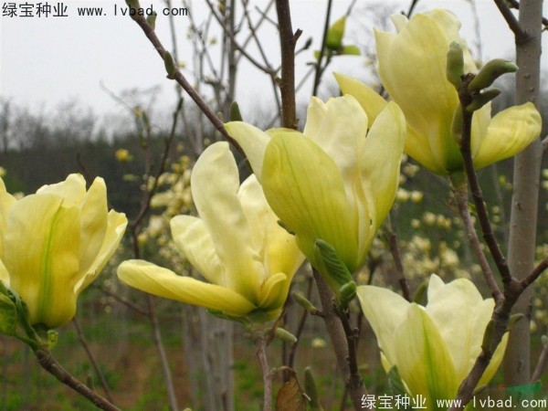 黃<a href='http://m.wuzhouwash.com/linmuzhongzi/1813.html' target='_blank'>玉蘭</a>