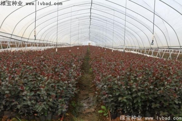 紫薇<a href='http://m.wuzhouwash.com/' target='_blank'>種子</a>