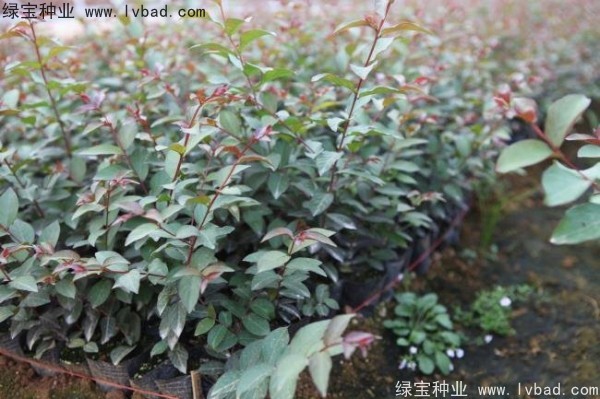 <a href='http://m.wuzhouwash.com/linmuzhongzi/1698.html' target='_blank'>紫薇種子</a>