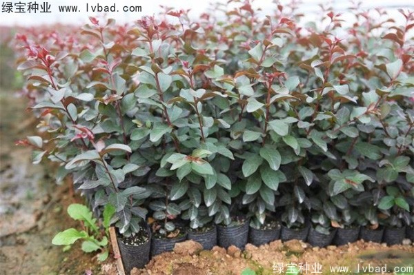 <a href='http://m.wuzhouwash.com/linmuzhongzi/1698.html' target='_blank'>紫薇種子</a>
