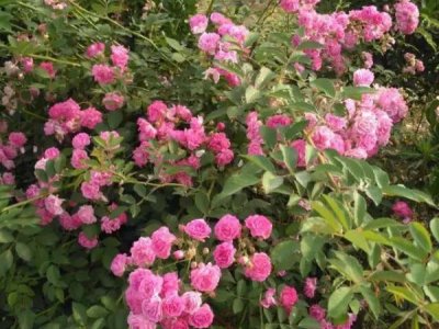 薔薇種子