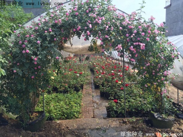 <a href='http://m.wuzhouwash.com/linmuzhongzi/1702.html' target='_blank'>薔薇種子</a>