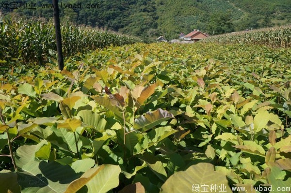 <a href='http://m.wuzhouwash.com/linmuzhongzi/1703.html' target='_blank'>厚樸</a><a href='http://m.wuzhouwash.com/' target='_blank'>種子</a>