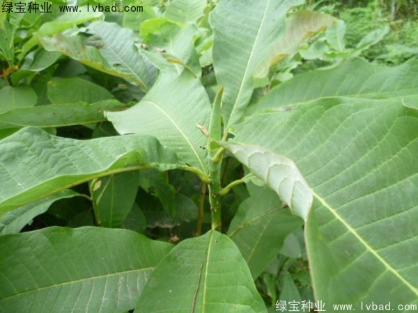 <a href='http://m.wuzhouwash.com/linmuzhongzi/1703.html' target='_blank'>厚樸種子</a>