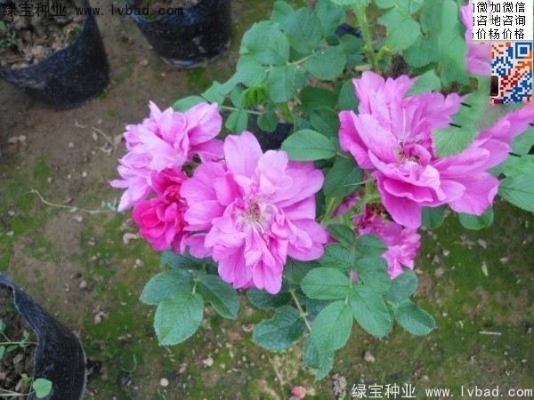 <a href='http://m.wuzhouwash.com/linmuzhongzi/1704.html' target='_blank'>玫瑰花種子</a>