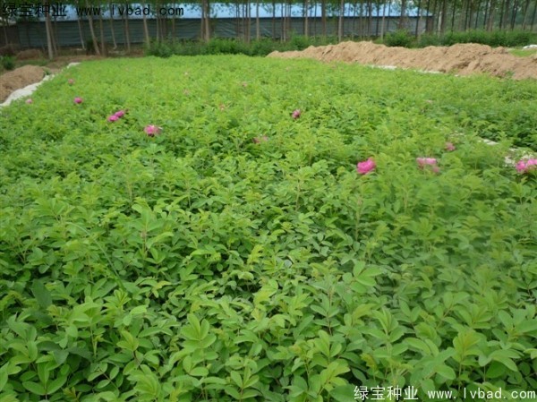 <a href='http://m.wuzhouwash.com/linmuzhongzi/1704.html' target='_blank'>玫瑰花</a><a href='http://m.wuzhouwash.com/' target='_blank'>種子</a>