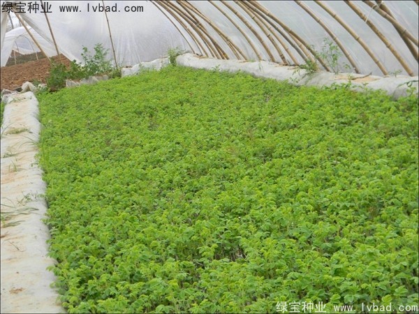 <a href='http://m.wuzhouwash.com/linmuzhongzi/1704.html' target='_blank'>玫瑰花種子</a>