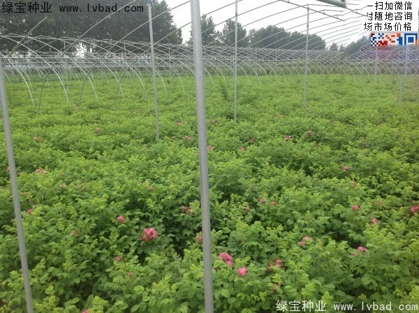 玫瑰花<a href='http://m.wuzhouwash.com/' target='_blank'>種子</a>