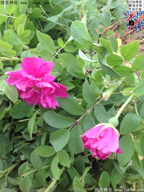 <a href='http://m.wuzhouwash.com/linmuzhongzi/1704.html' target='_blank'>玫瑰花種子</a>