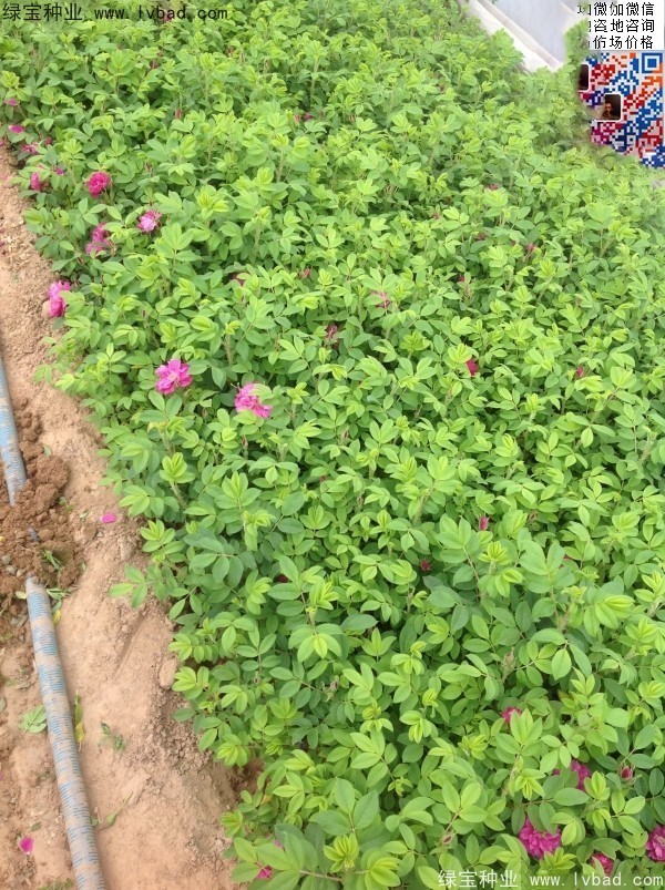 玫瑰花<a href='http://m.wuzhouwash.com/' target='_blank'>種子</a>
