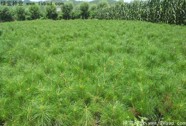 <a href='http://m.wuzhouwash.com/linmuzhongzi/1705.html' target='_blank'>華山松種子</a>