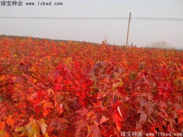 <a href='http://m.wuzhouwash.com/linmuzhongzi/1706.html' target='_blank'>紅楓種子</a>