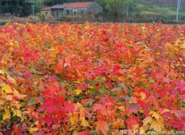 紅楓<a href='http://m.wuzhouwash.com/' target='_blank'>種子</a>