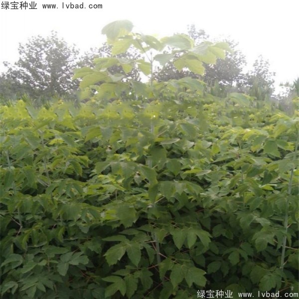 <a href='http://m.wuzhouwash.com/linmuzhongzi/1707.html' target='_blank'>糖槭種子</a>