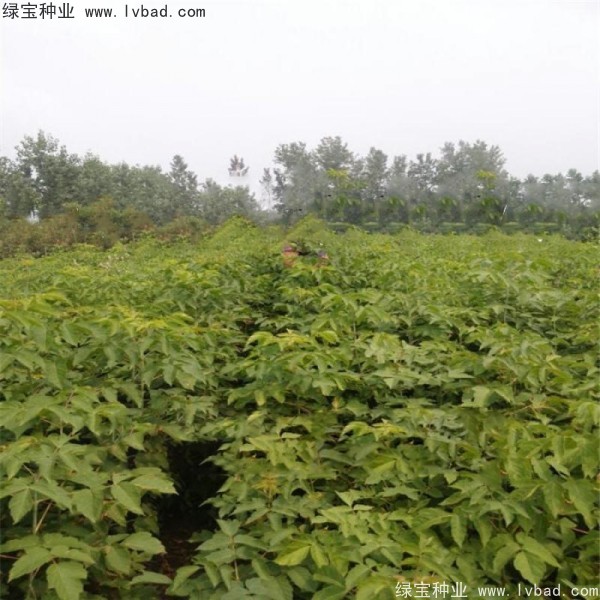 糖槭<a href='http://m.wuzhouwash.com/' target='_blank'>種子</a>