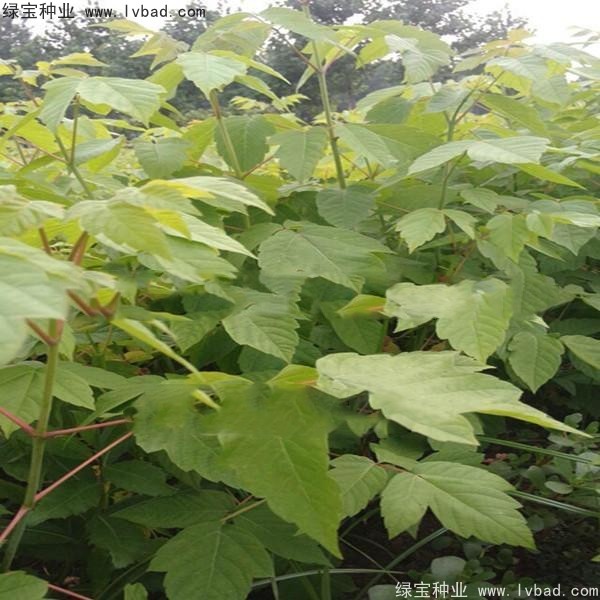 糖槭種子