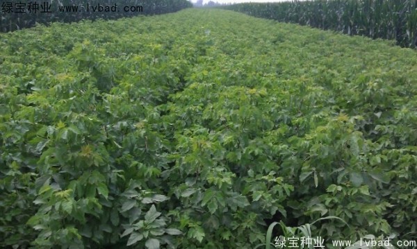 糖槭<a href='http://m.wuzhouwash.com/' target='_blank'>種子</a>