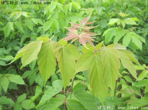 <a href='http://m.wuzhouwash.com/linmuzhongzi/1707.html' target='_blank'>糖槭種子</a>