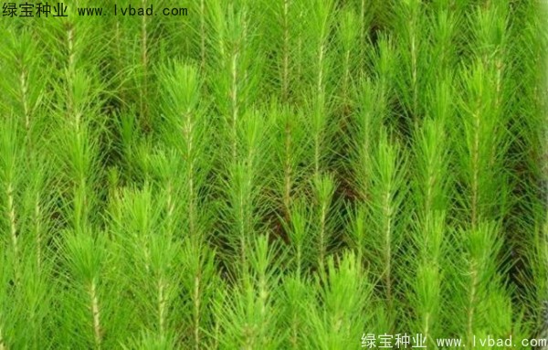 <a href='http://m.wuzhouwash.com/linmuzhongzi/1708.html' target='_blank'>馬尾松種子</a>