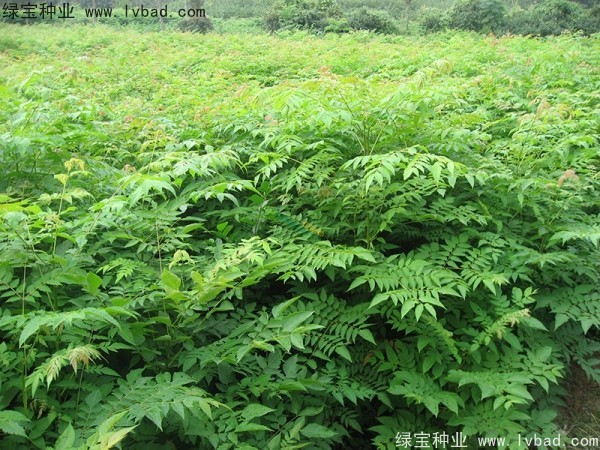 欒樹種子