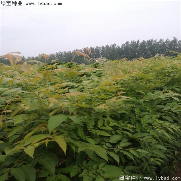 欒樹種子