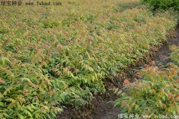 欒樹<a href='http://m.wuzhouwash.com/' target='_blank'>種子</a>