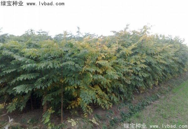<a href='http://m.wuzhouwash.com/linmuzhongzi/1710.html' target='_blank'>欒樹種子</a>