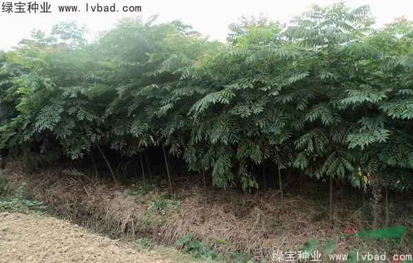 <a href='http://m.wuzhouwash.com/linmuzhongzi/1710.html' target='_blank'>欒樹種子</a>