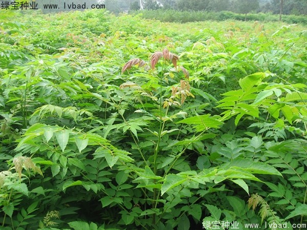 <a href='http://m.wuzhouwash.com/linmuzhongzi/1710.html' target='_blank'>欒樹種子</a>