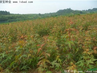 雞爪槭種子