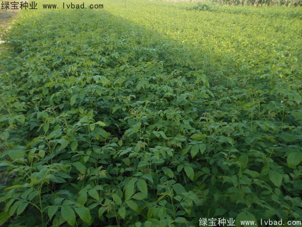 <a href='http://m.wuzhouwash.com/linmuzhongzi/1712.html' target='_blank'>白蠟種子</a>
