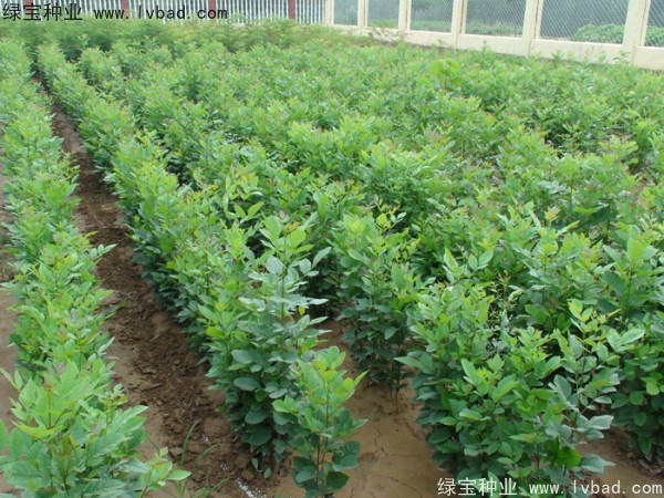 <a href='http://m.wuzhouwash.com/linmuzhongzi/1712.html' target='_blank'>白蠟種子</a>