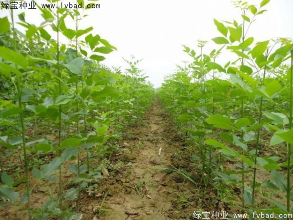 白蠟<a href='http://m.wuzhouwash.com/' target='_blank'>種子</a>