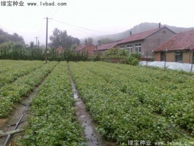 丁香種子