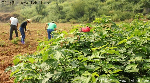 <a href='http://m.wuzhouwash.com/linmuzhongzi/1714.html' target='_blank'>構(gòu)樹種子</a>