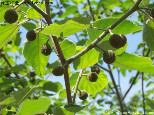 <a href='http://m.wuzhouwash.com/linmuzhongzi/1714.html' target='_blank'>構(gòu)樹種子</a>