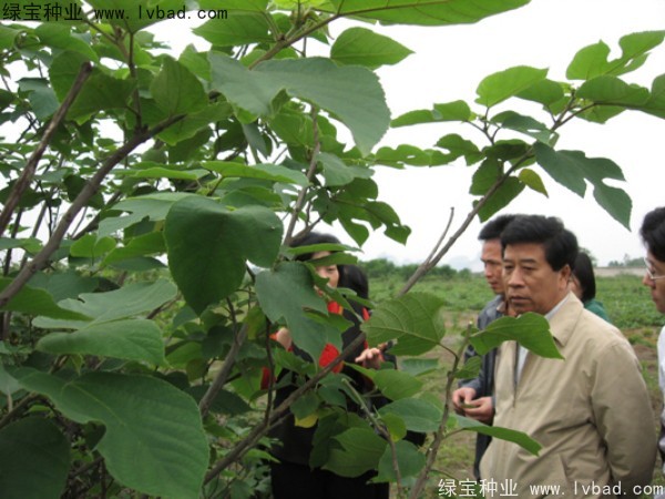 <a href='http://m.wuzhouwash.com/linmuzhongzi/1714.html' target='_blank'>構(gòu)樹</a><a href='http://m.wuzhouwash.com/' target='_blank'>種子</a>